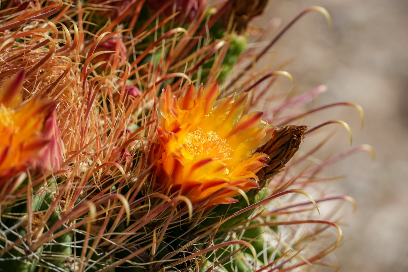 A barrel cactus in bloom — a single marigold flower opening out of a crown of amber and rust-coloured spines.